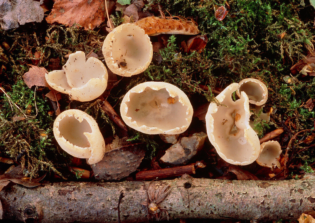 Tazzetta catinus fungi