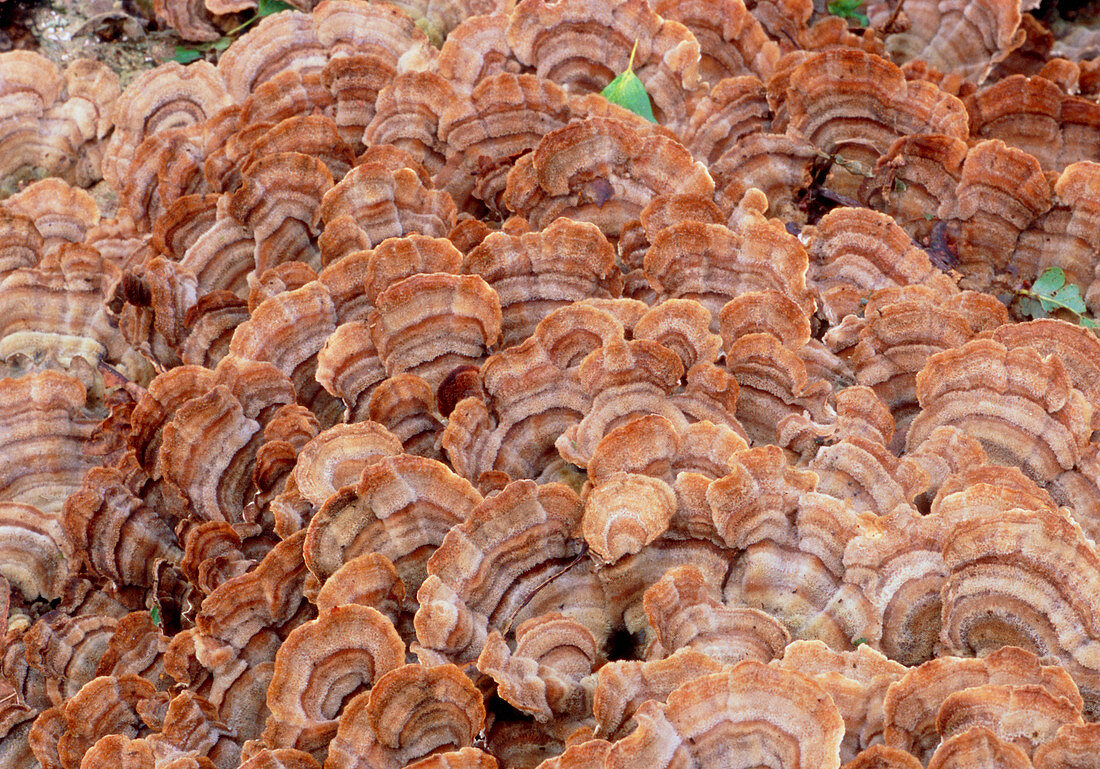 Trametes fungus (Trametes versicolor)