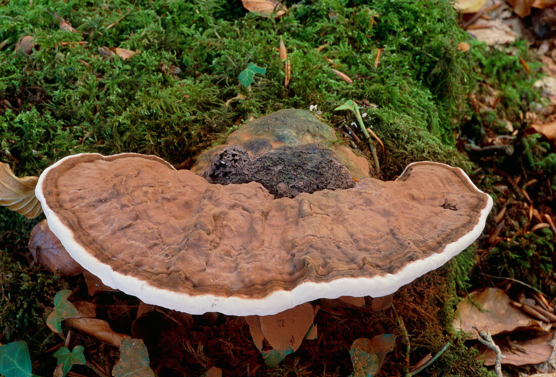 Artist's fungus (Ganoderma applanatum)