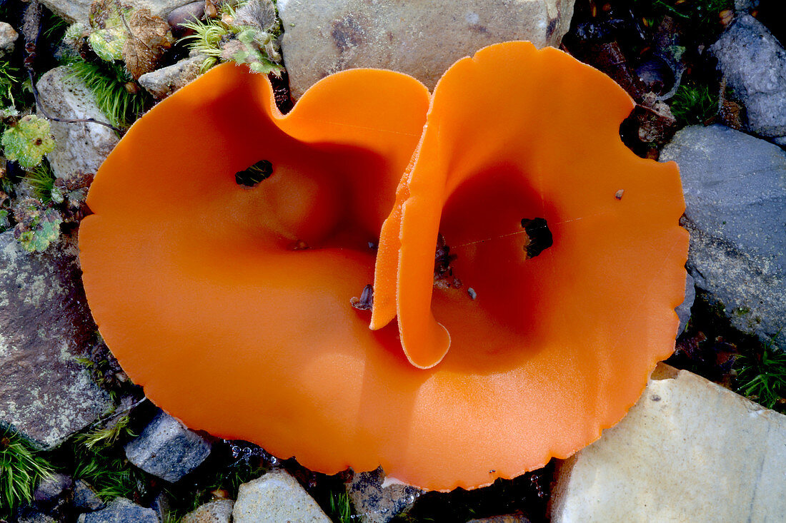 Orange peel fungus (Aleuria aurantia)