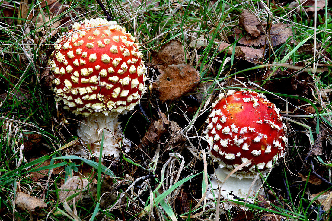 Fly agaric fungi