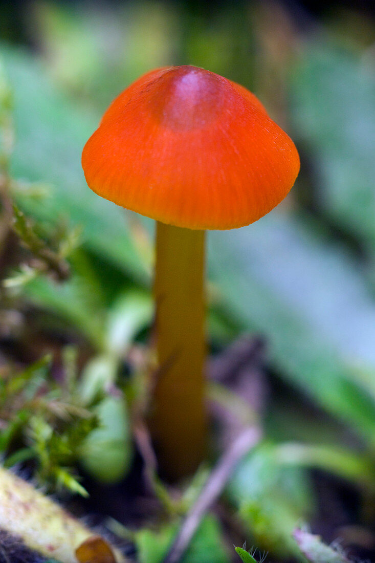 Witch's hat fungus