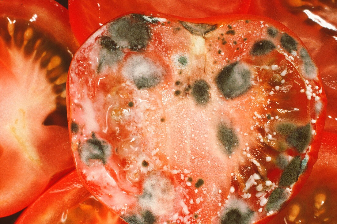 Various fungi on a tomato