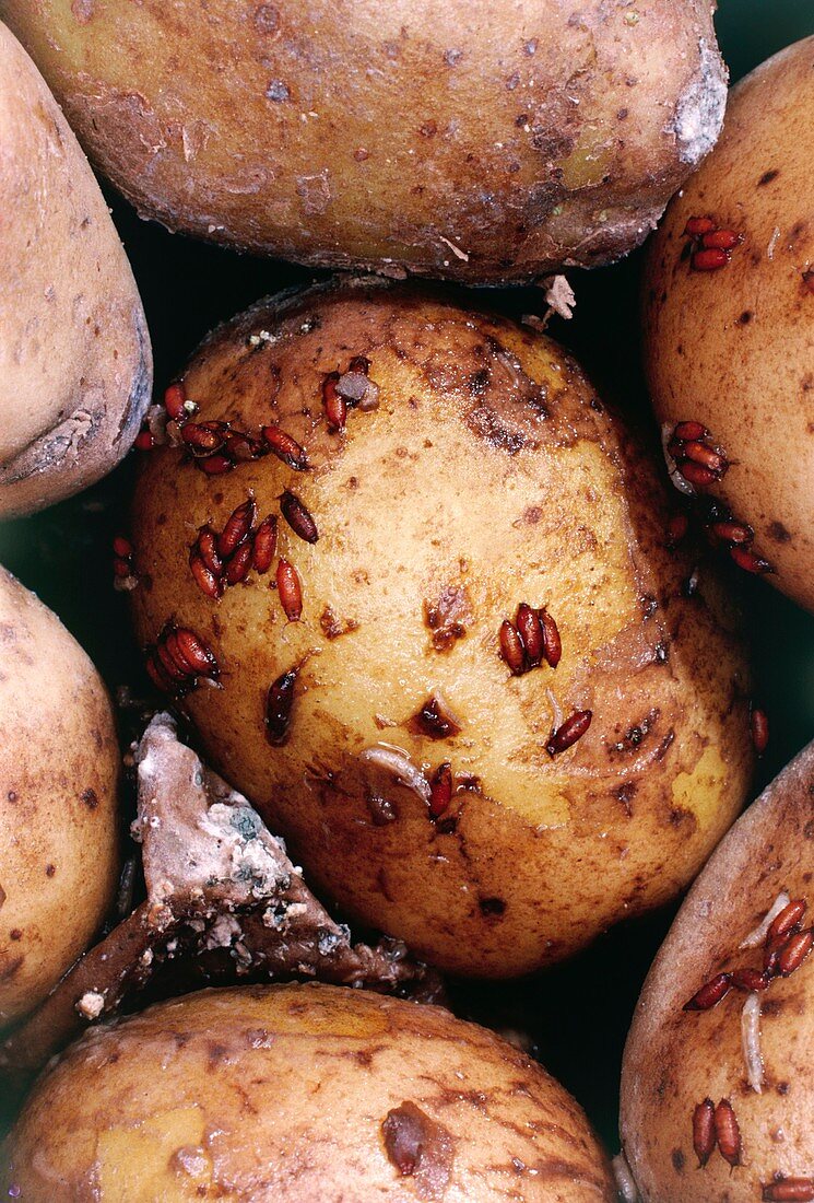 Fruit fly larvae infesting a potato