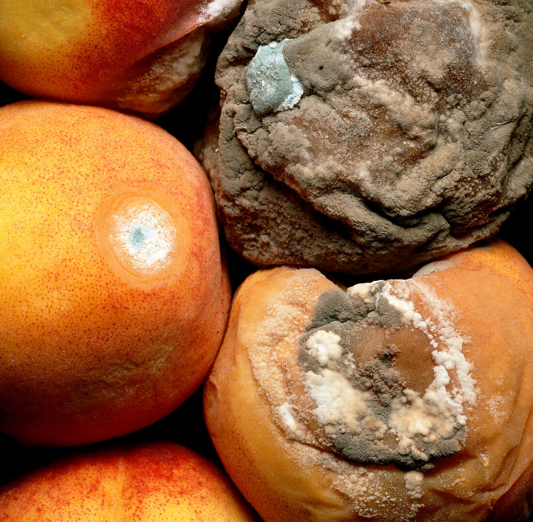 Peaches covered in fungal growth