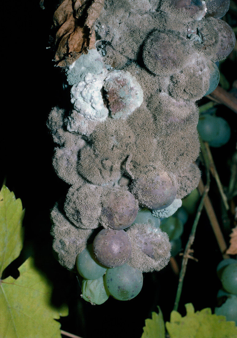 Botrytis cinerea mould on grapes