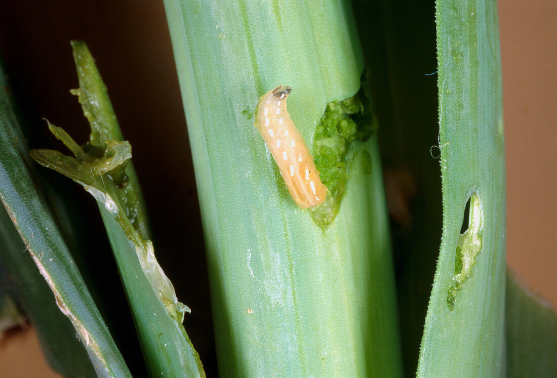 Fly larva eating the leaf of a leek