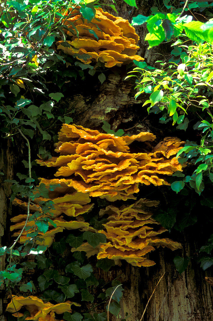 Bracket polypore fungi