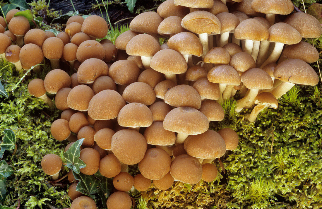 Conifer tuft fungi
