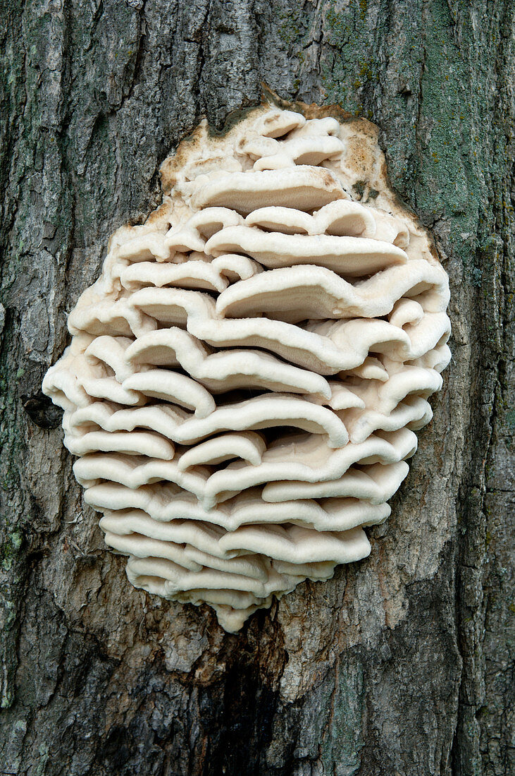 Bracket fungus