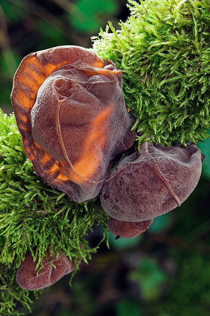 Jew's ear fungus