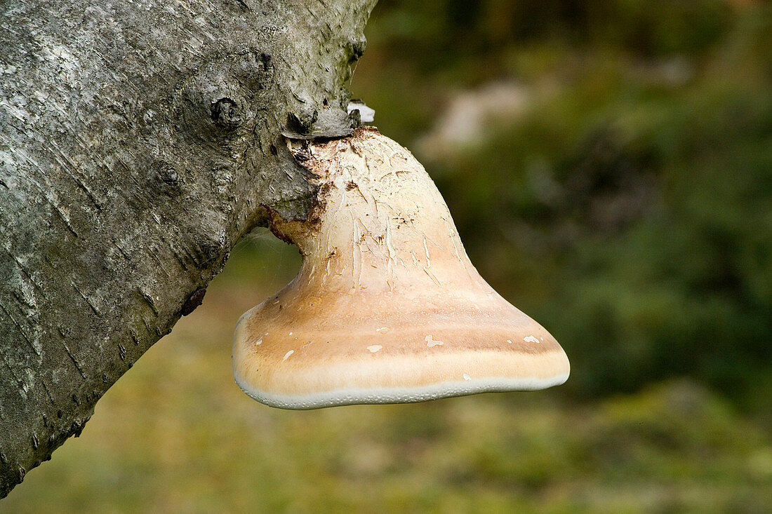 Birch polypore fungus