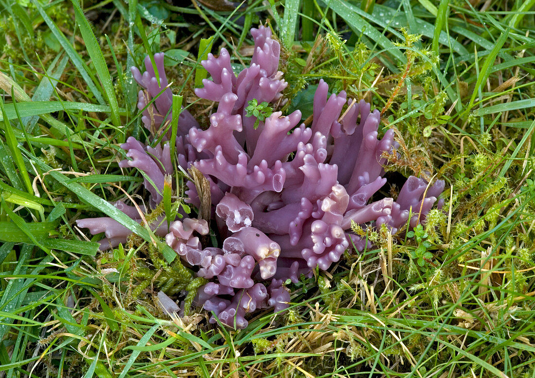 Purple coral fungus