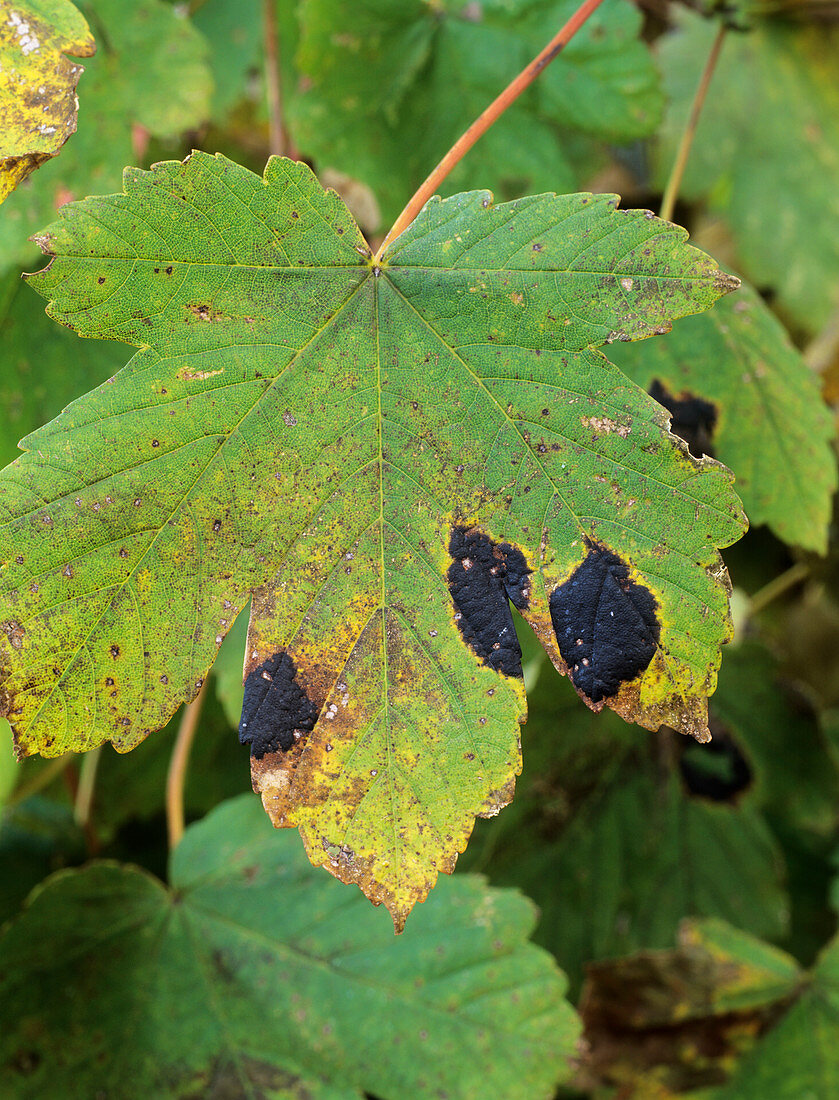 Acer tar spot on leaf