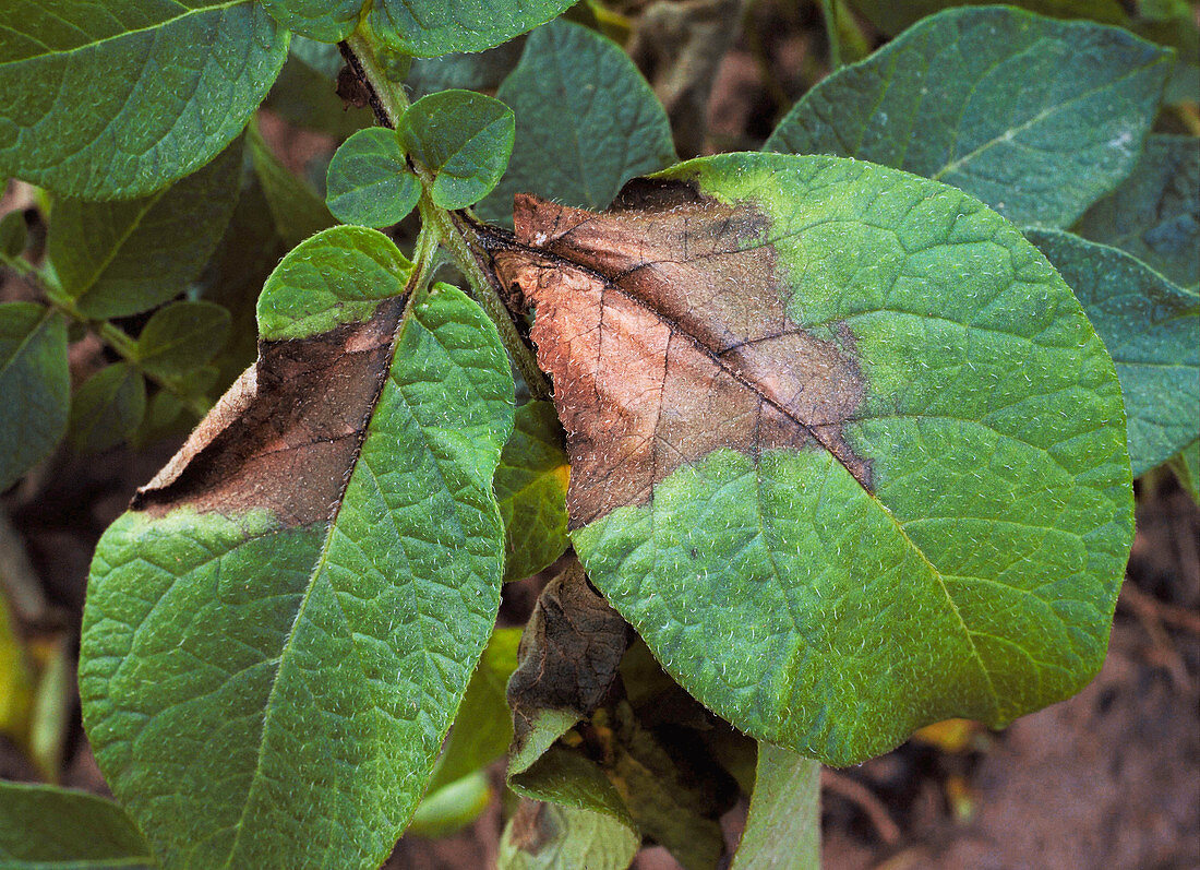 Potato leaf blight