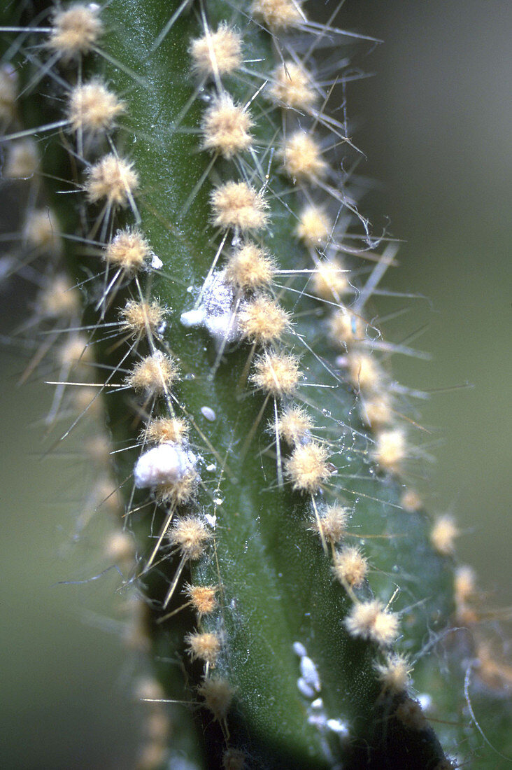 Mealy bugs on cactus