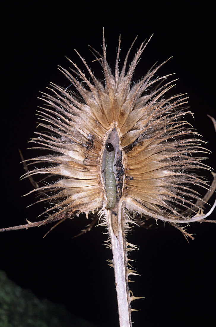 Tortricoid moth larva