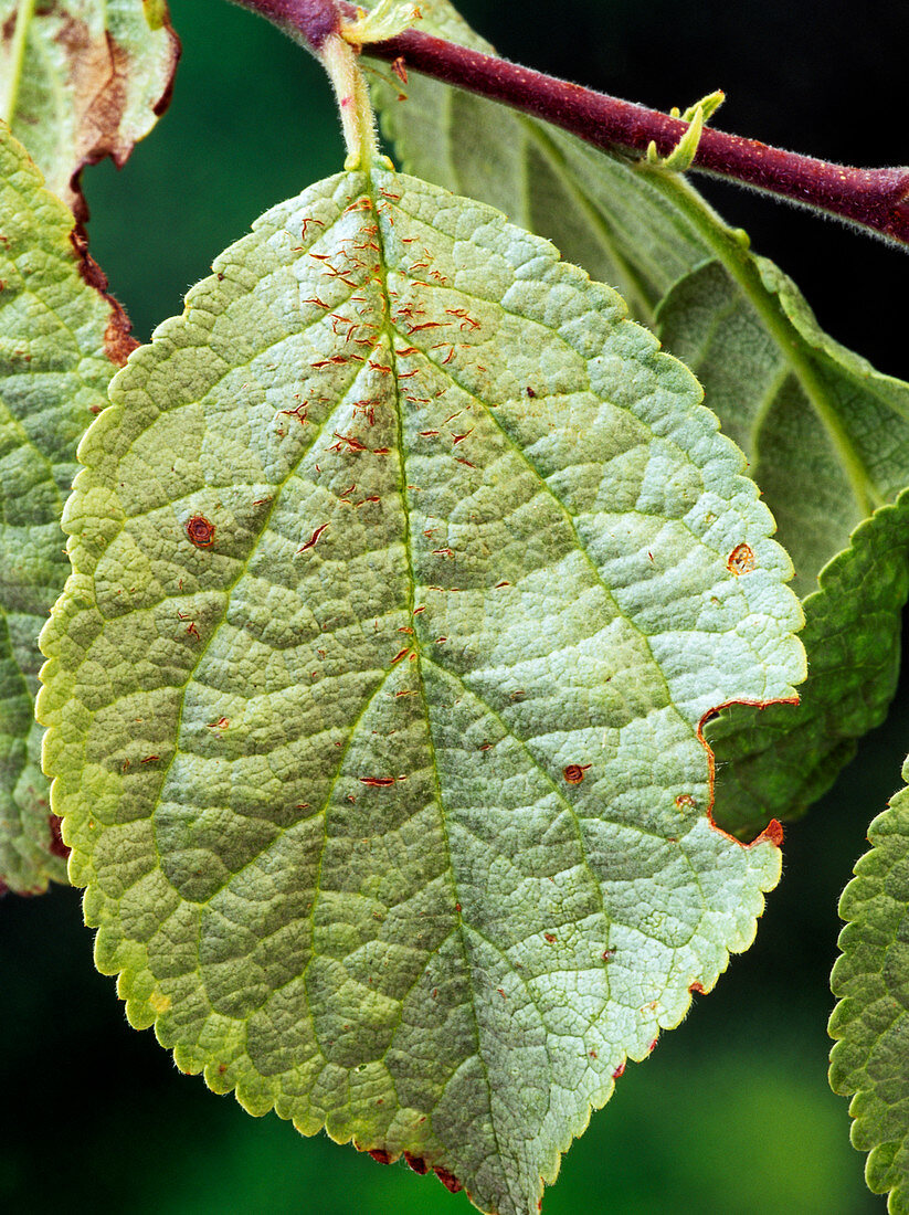 Silver leaf disease on plum