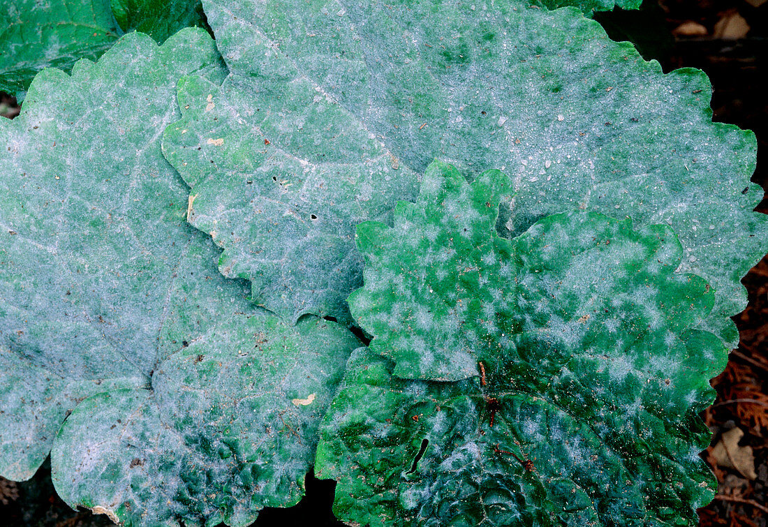Powdery mildew on annual honesty leaves
