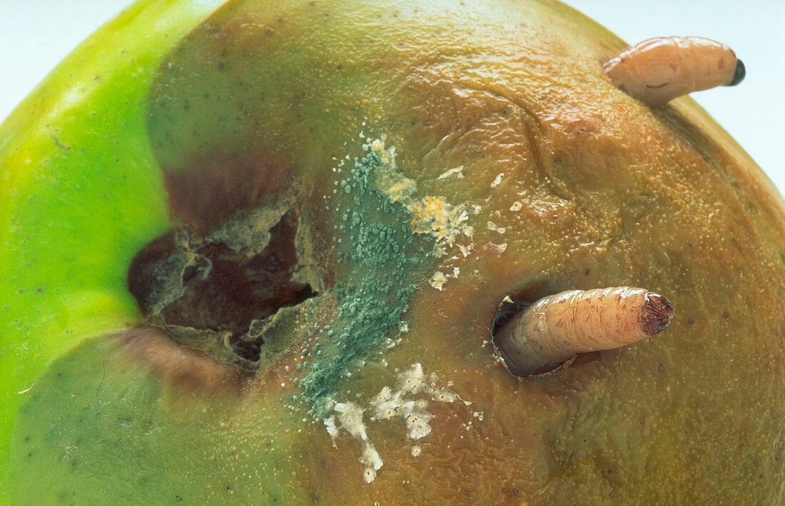 Maggot in apple