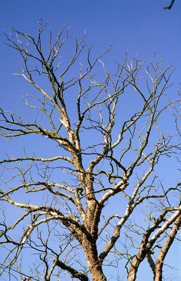 Dutch elm disease