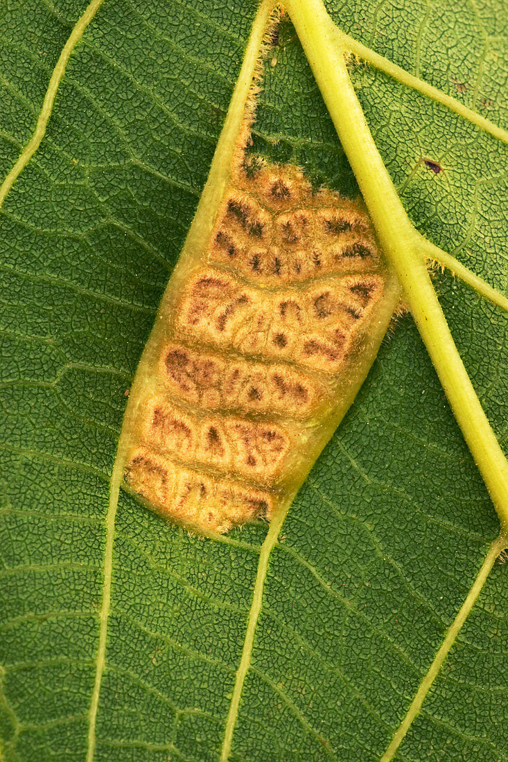 Damaged walnut leaf