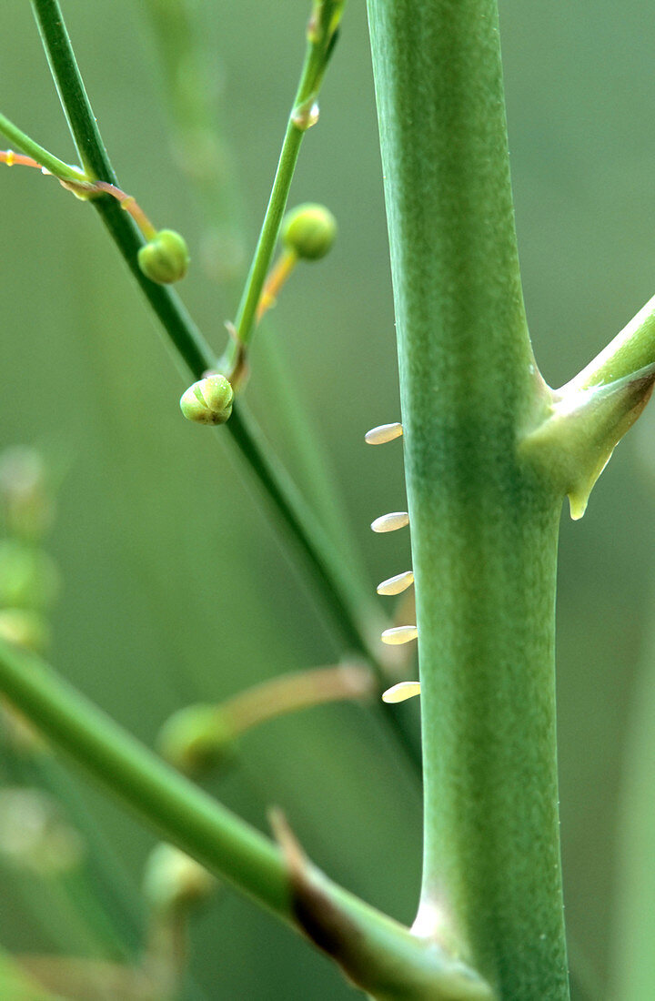 Asparagus beetle eggs