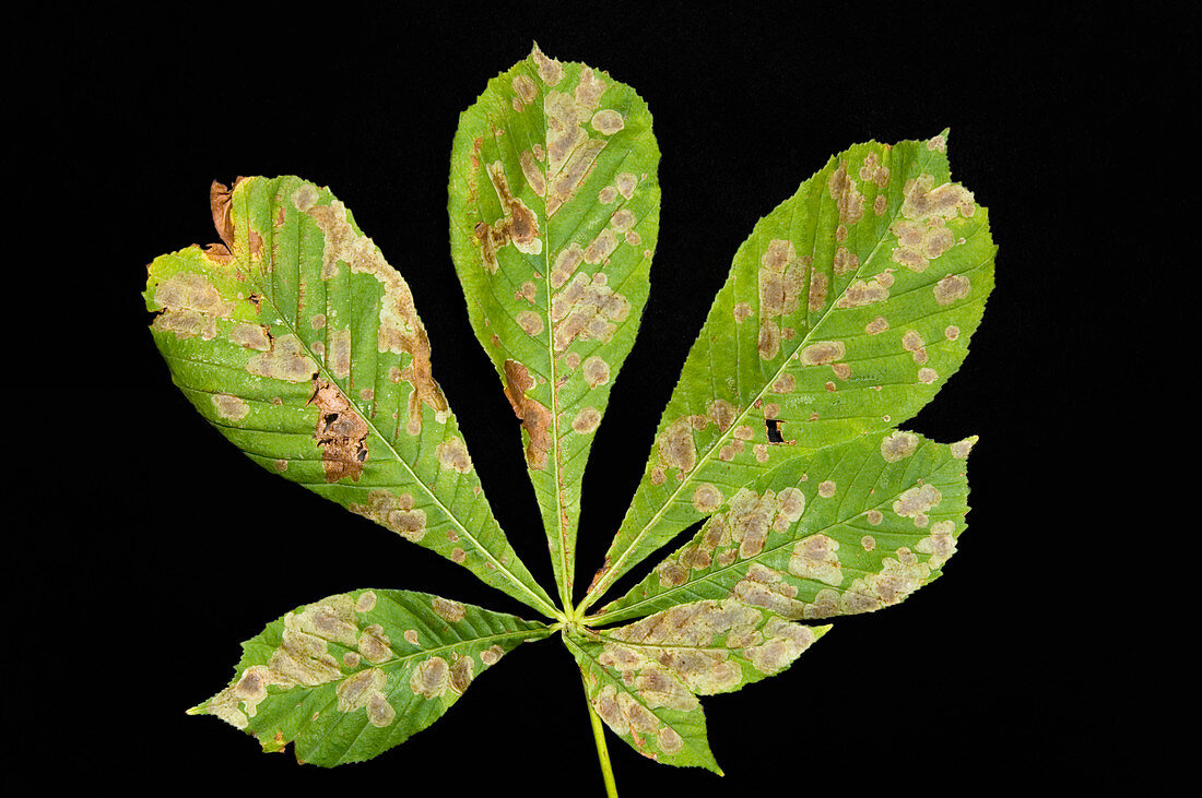 Leaf miner moth damage