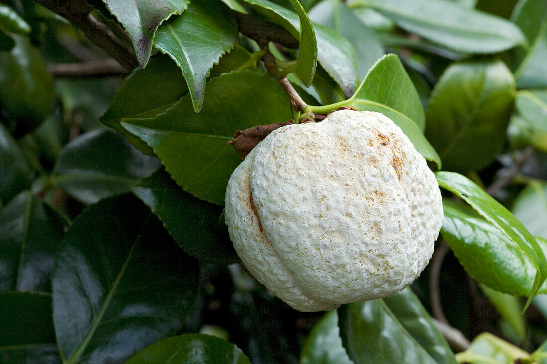 Camellia gall