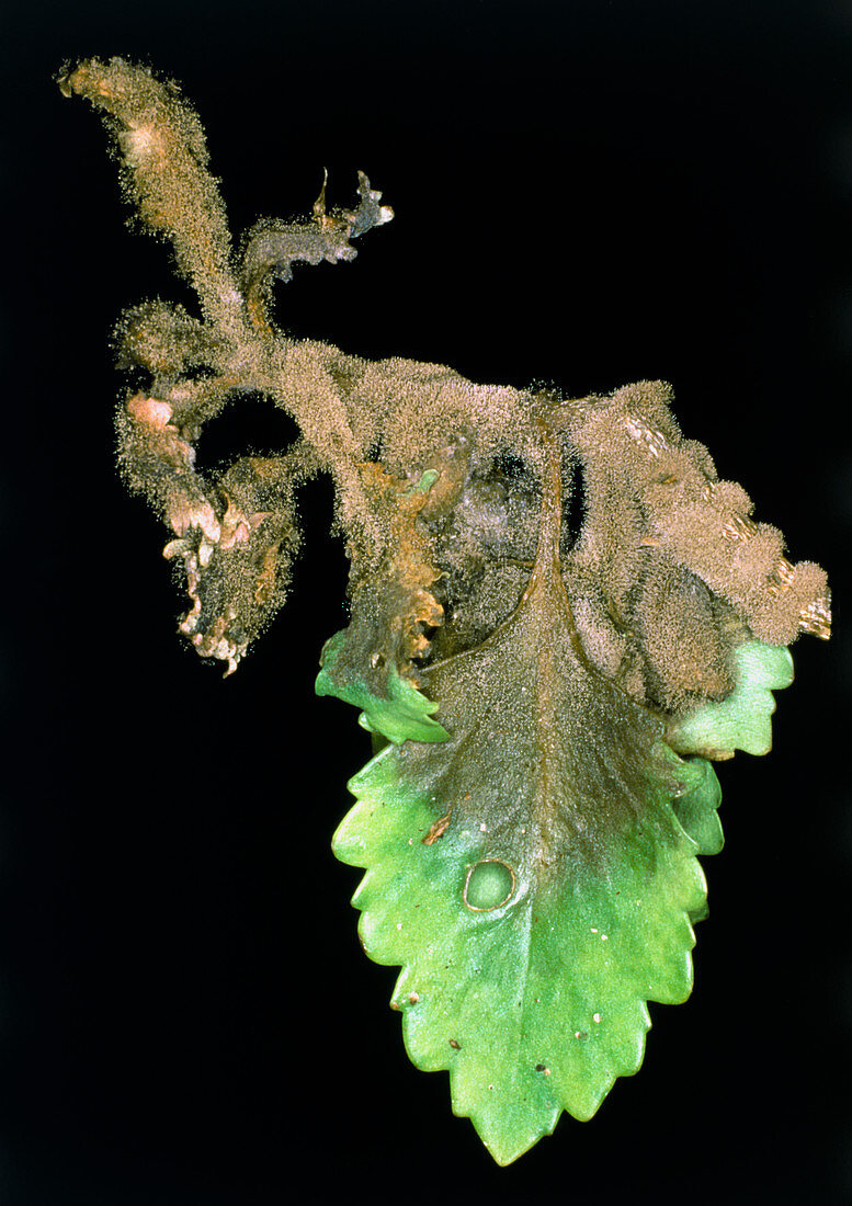 Grey mould,Botrytis cinerea,on leaf