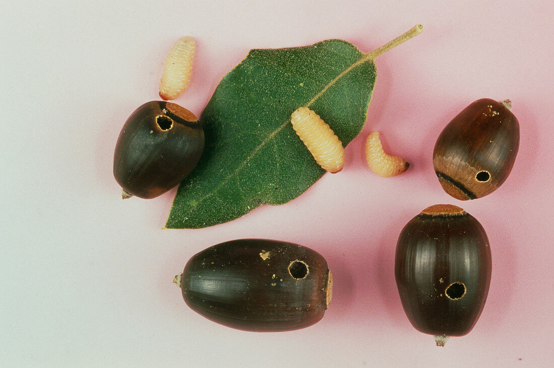 Larvae & oak acorns