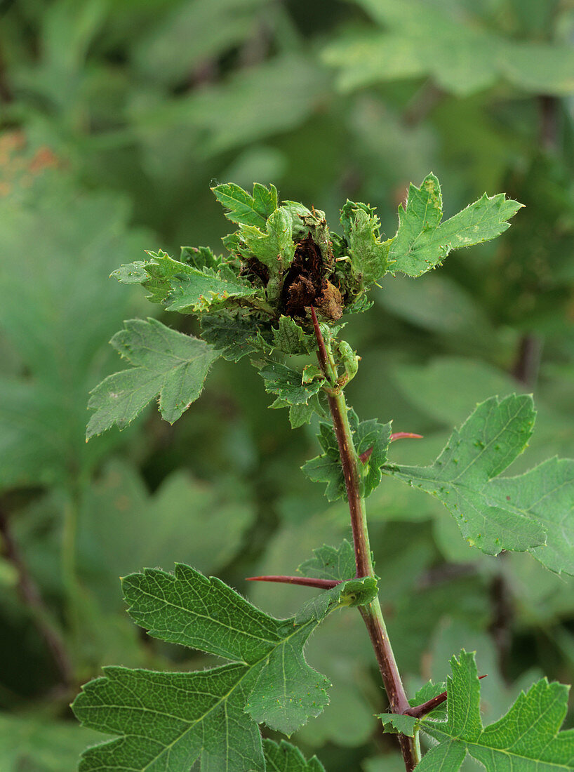 Hawthorn affected by a parasitic midge