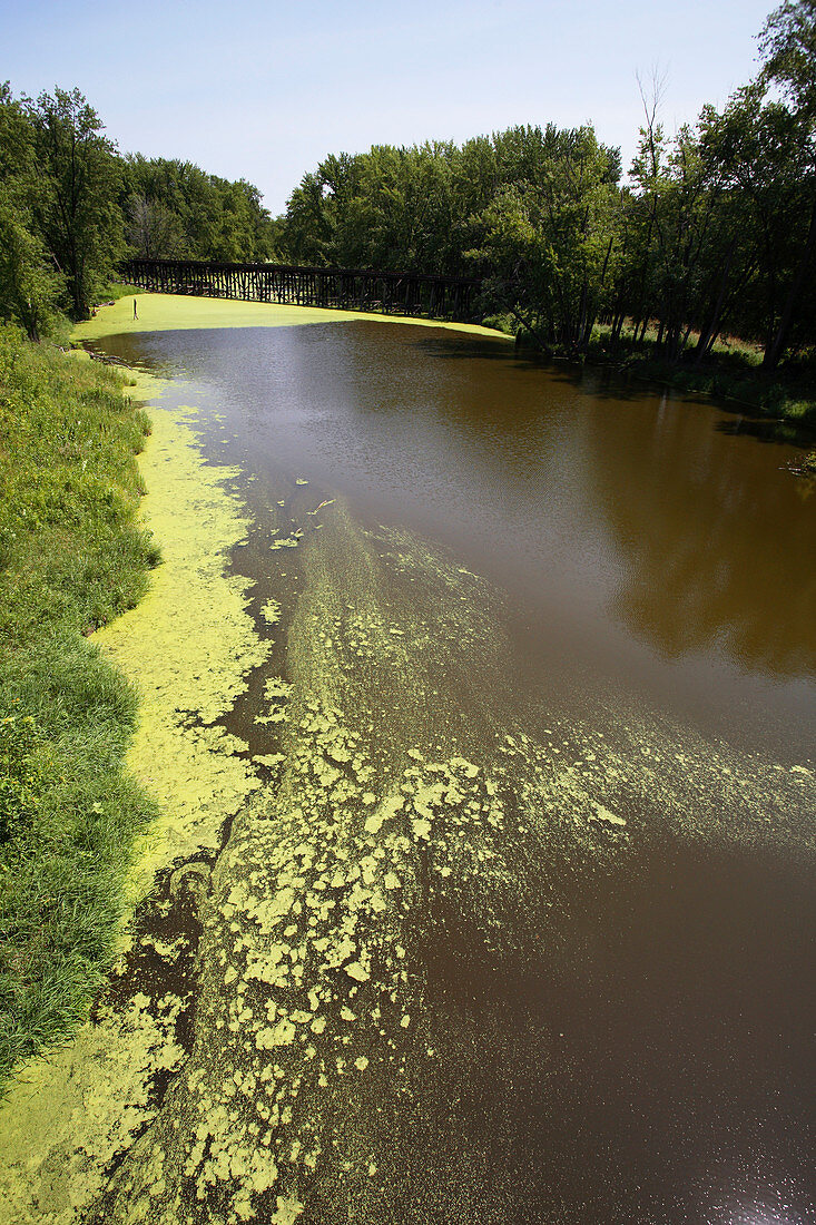 Green algae in a river