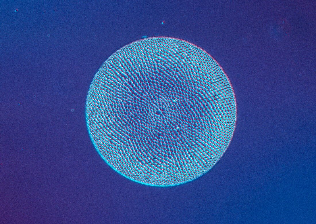 Diatom alga,Coscinodiscus