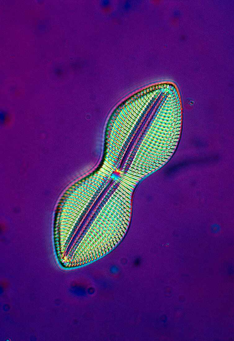 LM of a marine diatom,Navicula sp