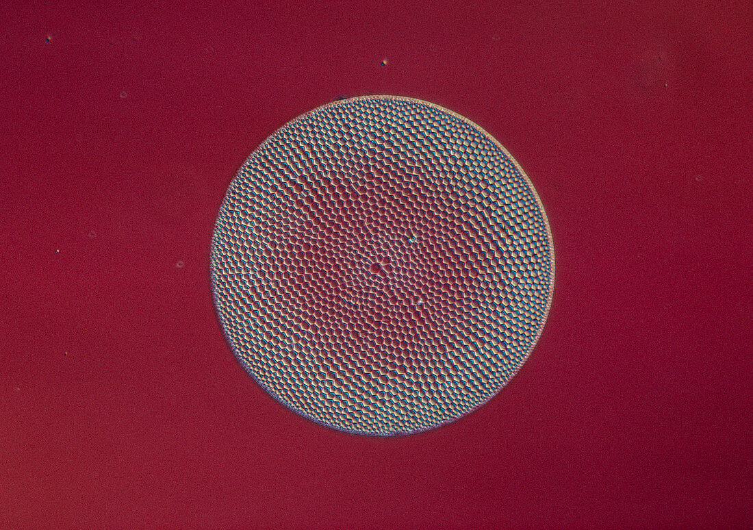 Diatom alga,Coscinodiscus