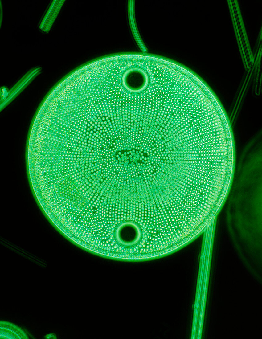 Diatom alga with ocelli