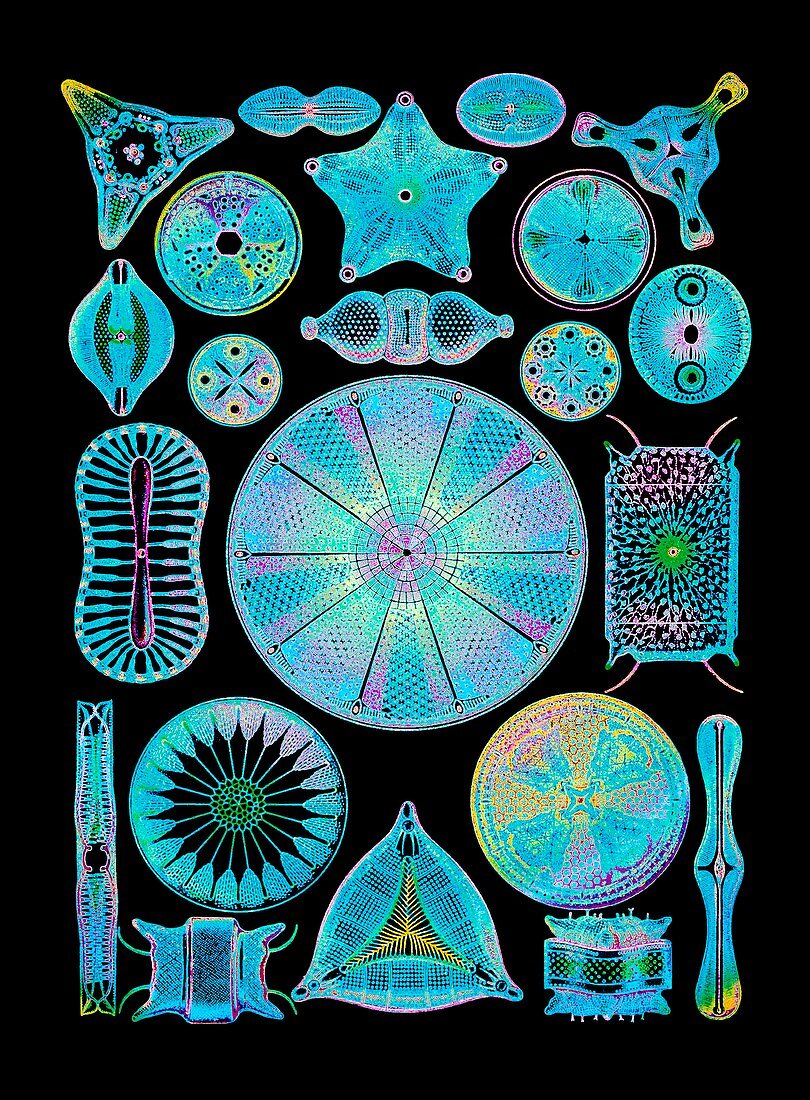 Art of diatom algae (from Ernst Haeckel)