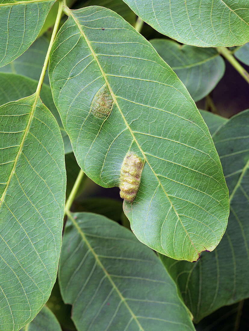 Walnut leaf blister mite