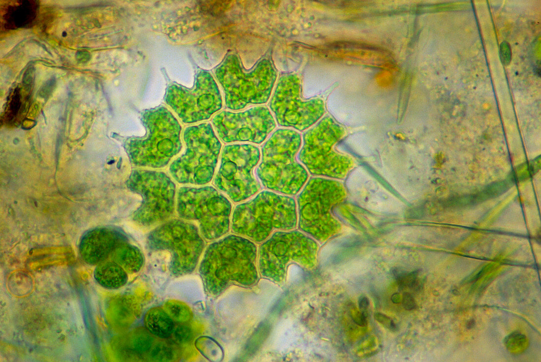 Green algae,Pediastrum sp