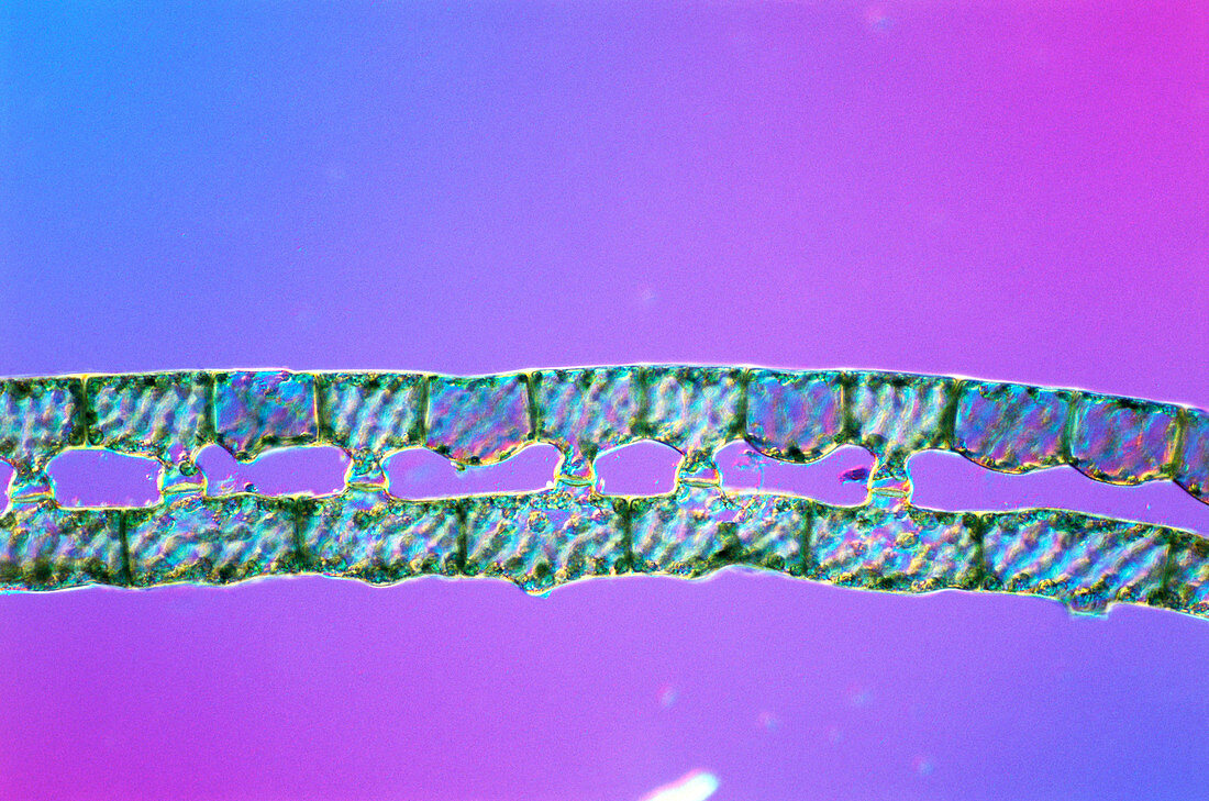 Conjugating filaments of Spirogyra alga