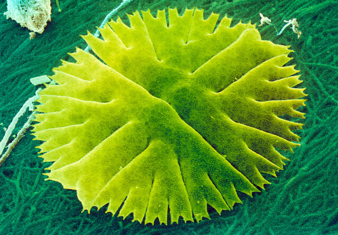 Green alga,Micrasterias