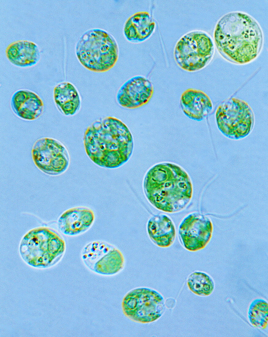 Chlamydomonas algae