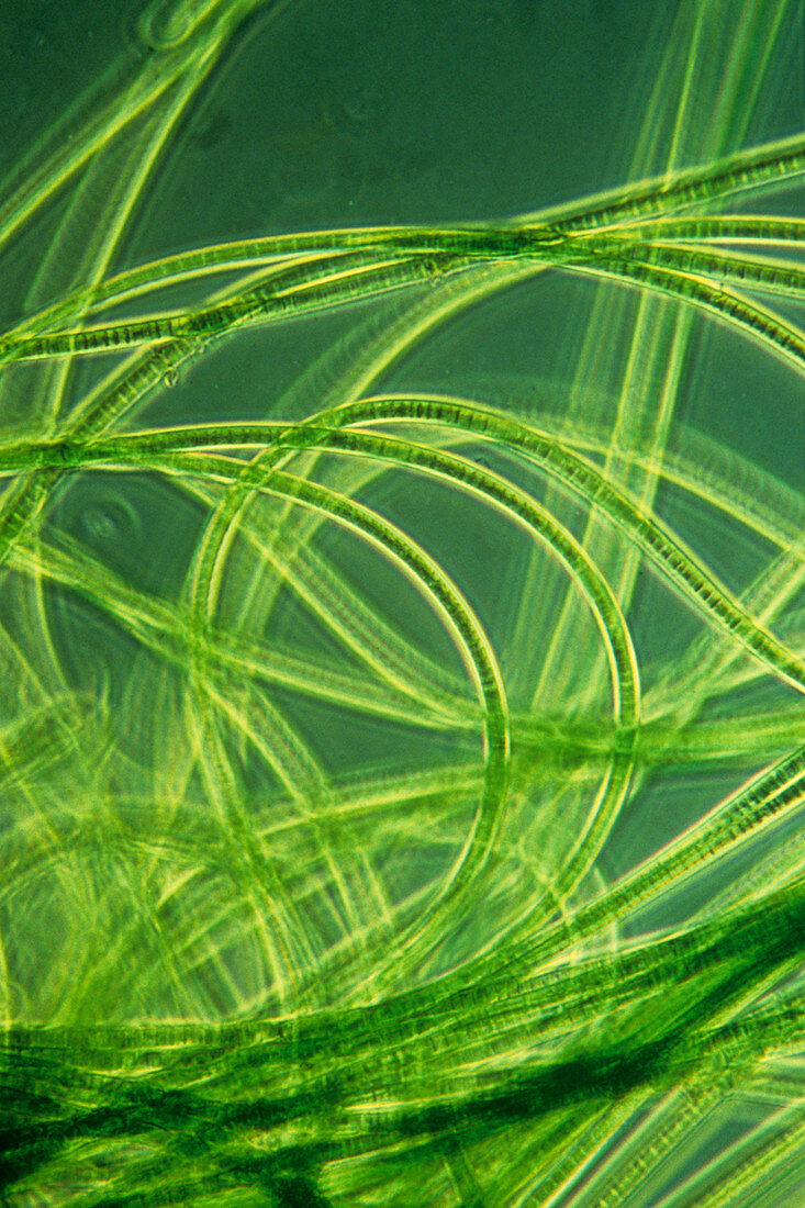 LM of filamentous blue-green algae