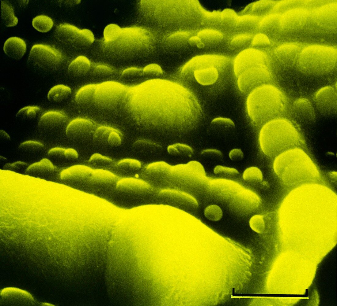 False col SEM of cyanobacteria
