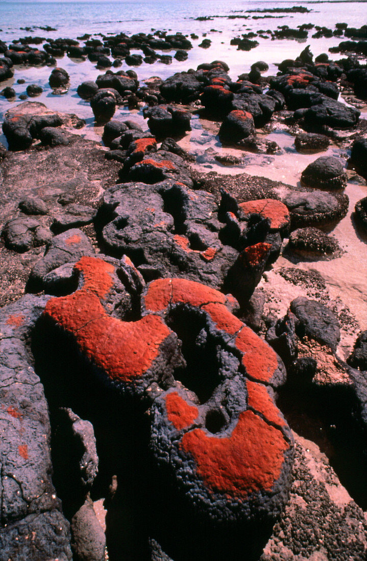 Stromatolite structs found at Shark Bay,