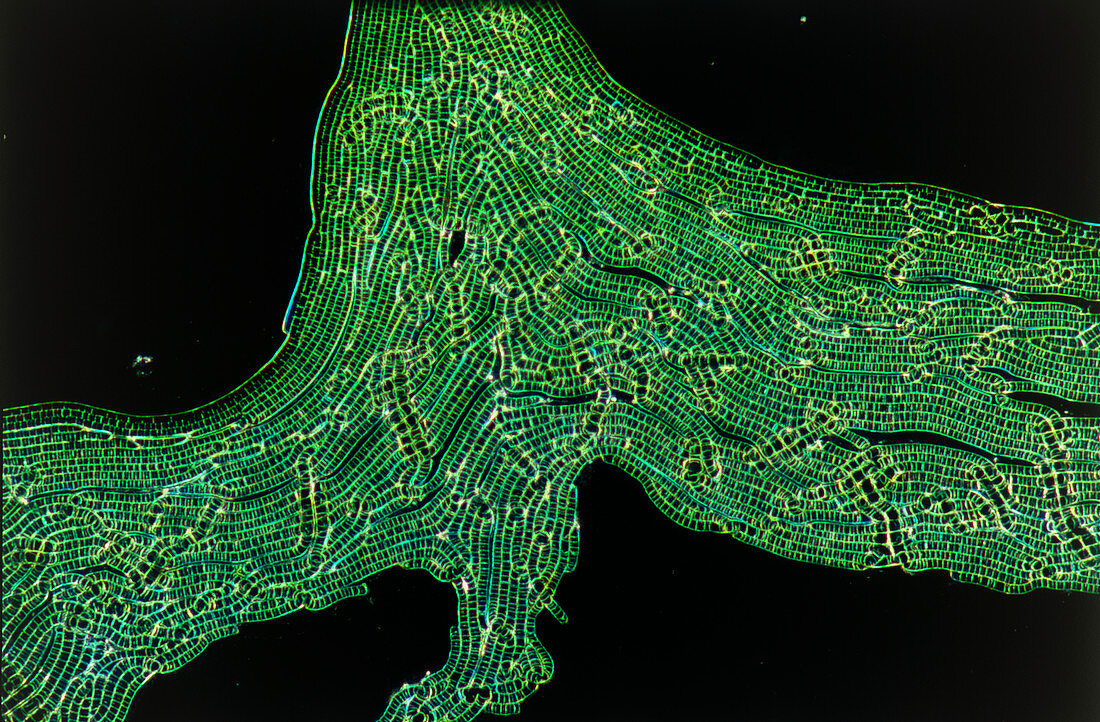 Oscillatoria blue-green alga