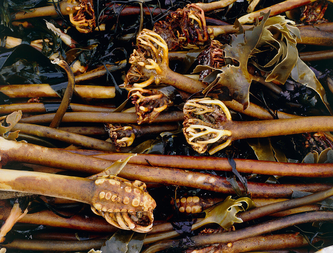 Kelp washed up on shore