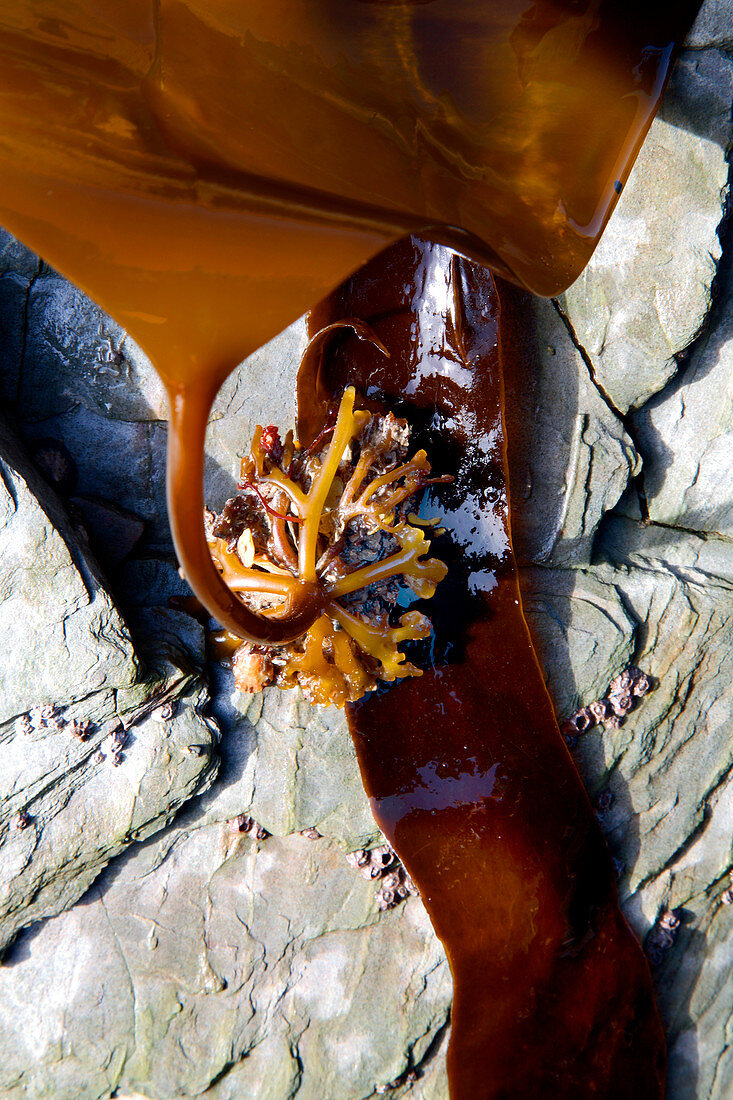 Kelp holdfast (Laminaria digitata)