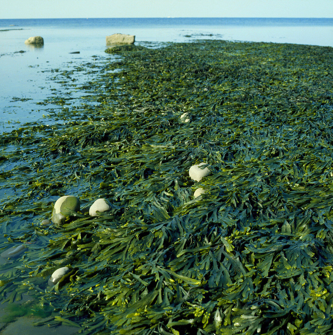 Bladder wrack seaweed Fucus vesiculosus